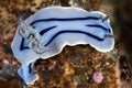 nudibranch chromodoris willani Rudman Royalty Free Stock Photo