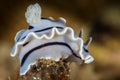 nudibranch chromodoris willani Rudman Royalty Free Stock Photo