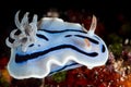 nudibranch chromodoris willani Rudman Royalty Free Stock Photo
