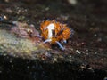 Nudibranch