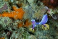 2 nudibranch on coral reef Royalty Free Stock Photo