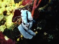 Nudibranch on Coral