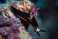 Nudibranch on the corals Royalty Free Stock Photo