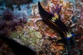 Nudibranch on the corals Royalty Free Stock Photo