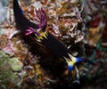 Nudibranch on the corals Royalty Free Stock Photo