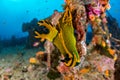 Nudibranch on Ship Wreck in maldives indian ocean Royalty Free Stock Photo