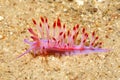 Nudibranch, Coryphellina rubrolineata Royalty Free Stock Photo