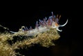 Nudibranch (Cratena peregrina) Royalty Free Stock Photo