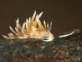 Nudibranch Cratena sp. Royalty Free Stock Photo