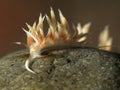 Nudibranch Cratena sp. Royalty Free Stock Photo