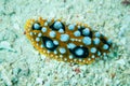 Nudibranch crawling over the bottom substrate in Derawan, Kalimantan, Indonesia underwater photo
