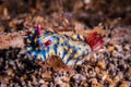 Nudibranch crawling over the bottom substrate in Gili, Lombok, Nusa Tenggara Barat, Indonesia underwater photo