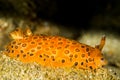 nudibranch dendrodoris guttata Royalty Free Stock Photo