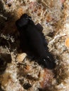 Nudibranch - Dendrodoris nigra Royalty Free Stock Photo