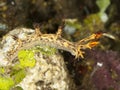 Nudibranch Dendronotus regius Royalty Free Stock Photo