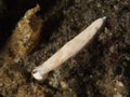 Nudibranch Dermatobranchus sp. Royalty Free Stock Photo