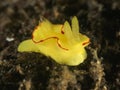 Nudibranch Diversidoris flava