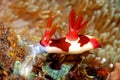 Nudibranch eating Ascidian