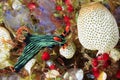 Nudibranch eating Ascidians Royalty Free Stock Photo