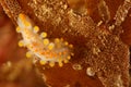 Nudibranch feeding on bryozoan Royalty Free Stock Photo