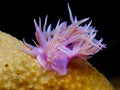 Nudibranch Flabellina affinis on a yellow sea sponge. Royalty Free Stock Photo