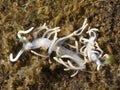 Nudibranch Flabellina bicolor