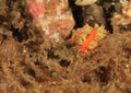 Nudibranch flabellina exoptata