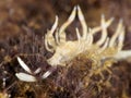 Nudibranch Flabellina riwo