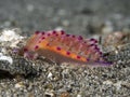 Nudibranch Flabellina rubrolineata Royalty Free Stock Photo