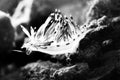 Nudibranch Aeolid Flabellina Rubrolineata