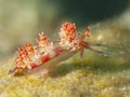 Nudibranch flabellina rubrolineata