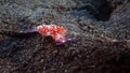 Nudibranch Flabellina rubrolineata or Redline Flabellina Royalty Free Stock Photo