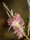 Nudibranch Flabellina sp.