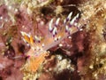 Nudibranch Flabellina sp