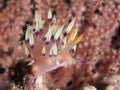 Nudibranch Flabellina sp