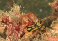 Nudibranch - GabrielÃÂ´s tambja Royalty Free Stock Photo