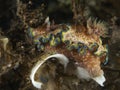 Nudibranch Glossodoris cincta Royalty Free Stock Photo