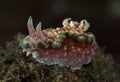 Nudibranch Glossodoris cincta Royalty Free Stock Photo