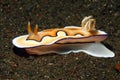 Nudibranch, Goniobranchus coi Royalty Free Stock Photo