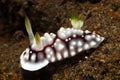 Nudibranch, Goniobranchus geometricus Royalty Free Stock Photo