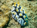 A Chromodorid Nudibranch, Risbecia godeffroyana. Uepi, Solomon Islands Royalty Free Stock Photo