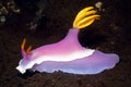 Nudibranch, Hypselodoris apolegma underwater on sandy bottom