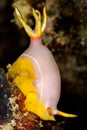 nudibranch hypselodoris bullockii Royalty Free Stock Photo