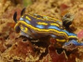 Nudibranch Hypselodoris cantabrica