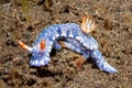 Nudibranch, Hypselodoris kanga