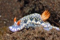 Nudibranch, Hypselodoris kanga Royalty Free Stock Photo