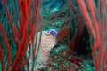 Nudibranch Hypselodoris Purple Underwater 2