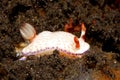 Nudibranch, Hypselodoris sp