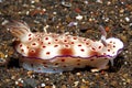 Nudibranch - Hypselodoris tryoni