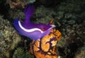 Nudibranch, Kapalai Island, Sabah